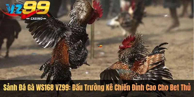 Sảnh Đá Gà WS168 VZ99: Đấu Trường Kê Chiến Đỉnh Cao Cho Bet Thủ