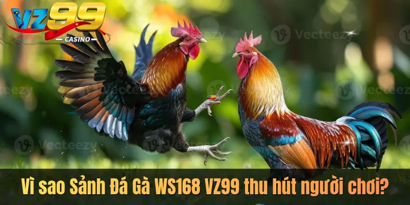 Vì sao Sảnh Đá Gà WS168 VZ99 thu hút người chơi?